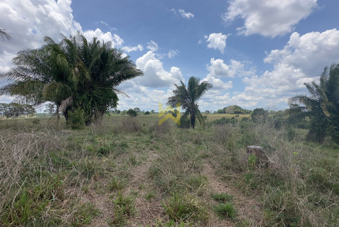 Sitio para pecuaria vilhena (1)