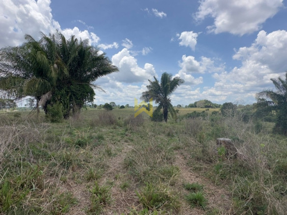 Sitio para pecuaria vilhena (1)