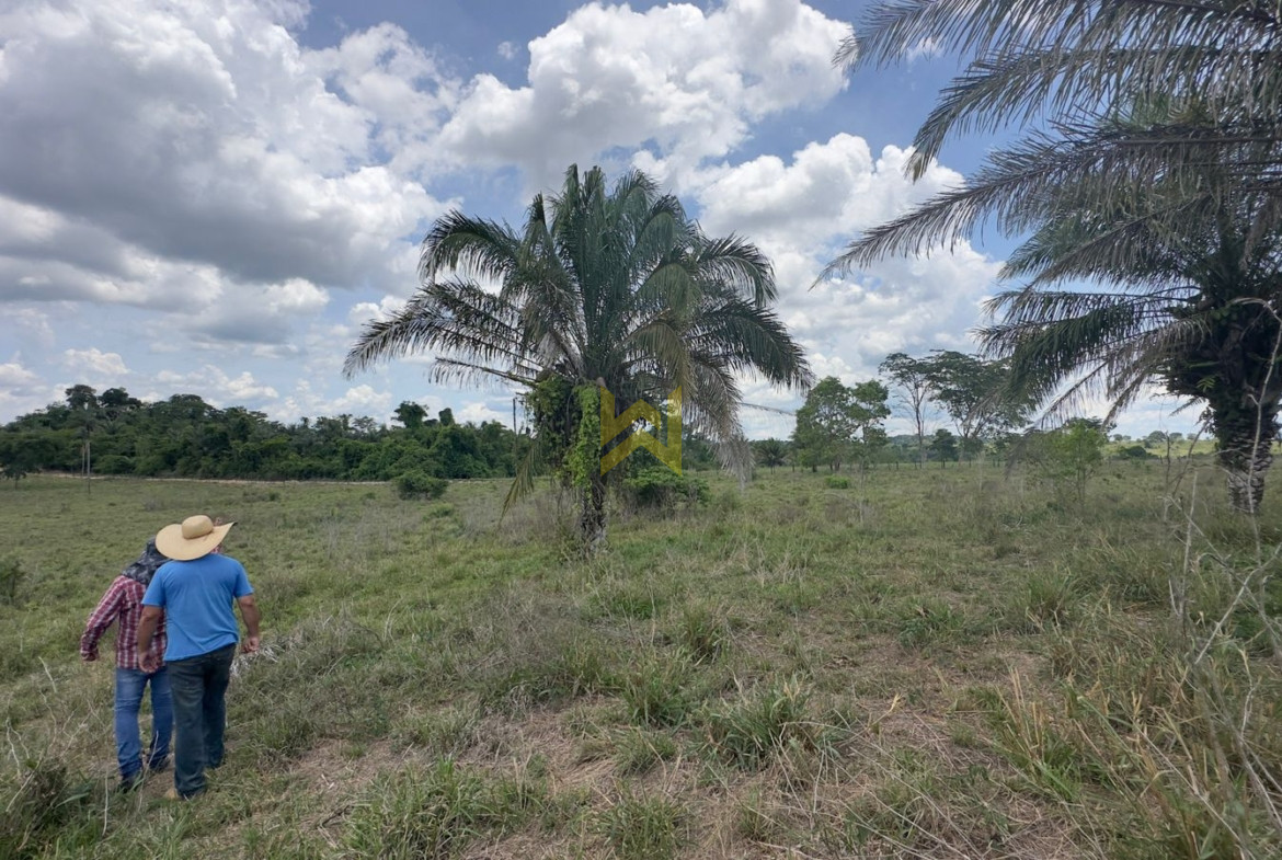 Sitio para pecuaria vilhena bacuri