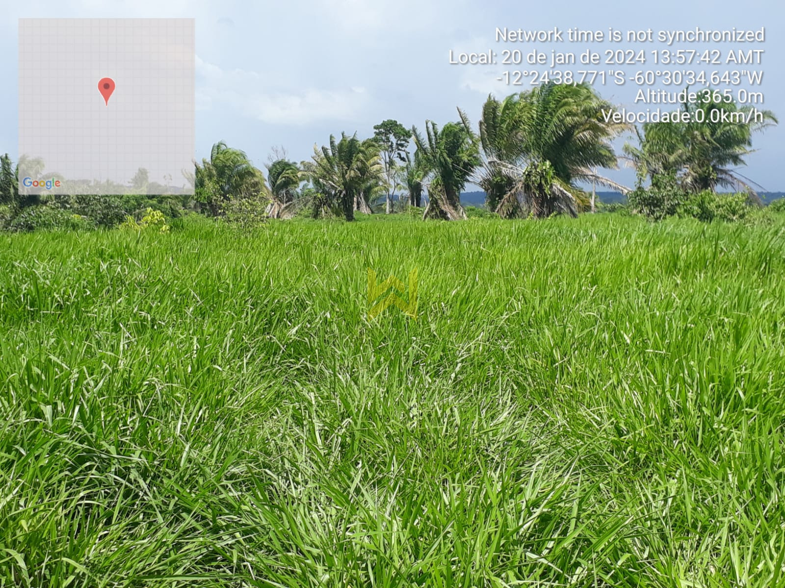 Sitio para pecuaria vilhena (20)