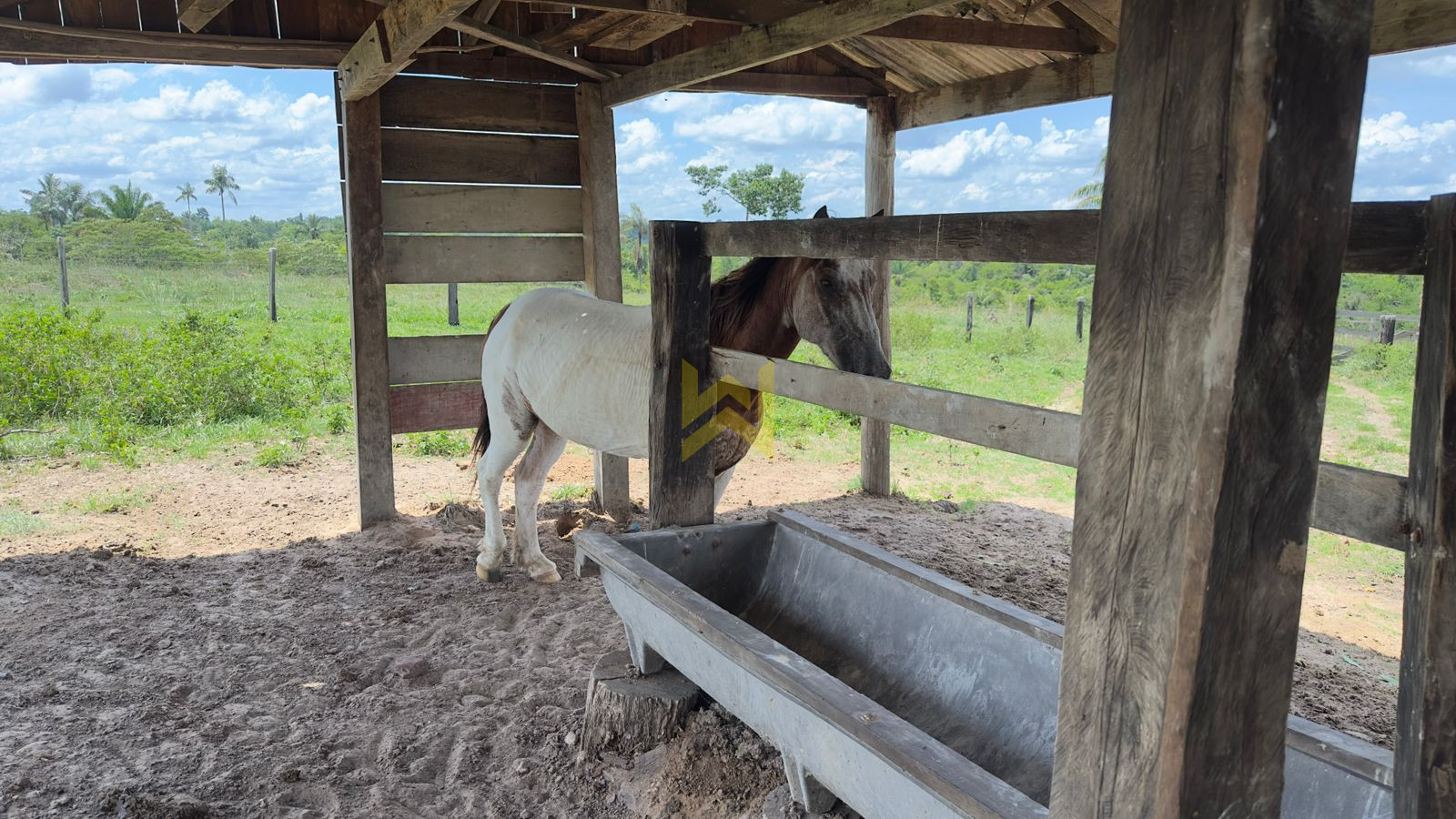 Sitio para pecuaria vilhena (4)