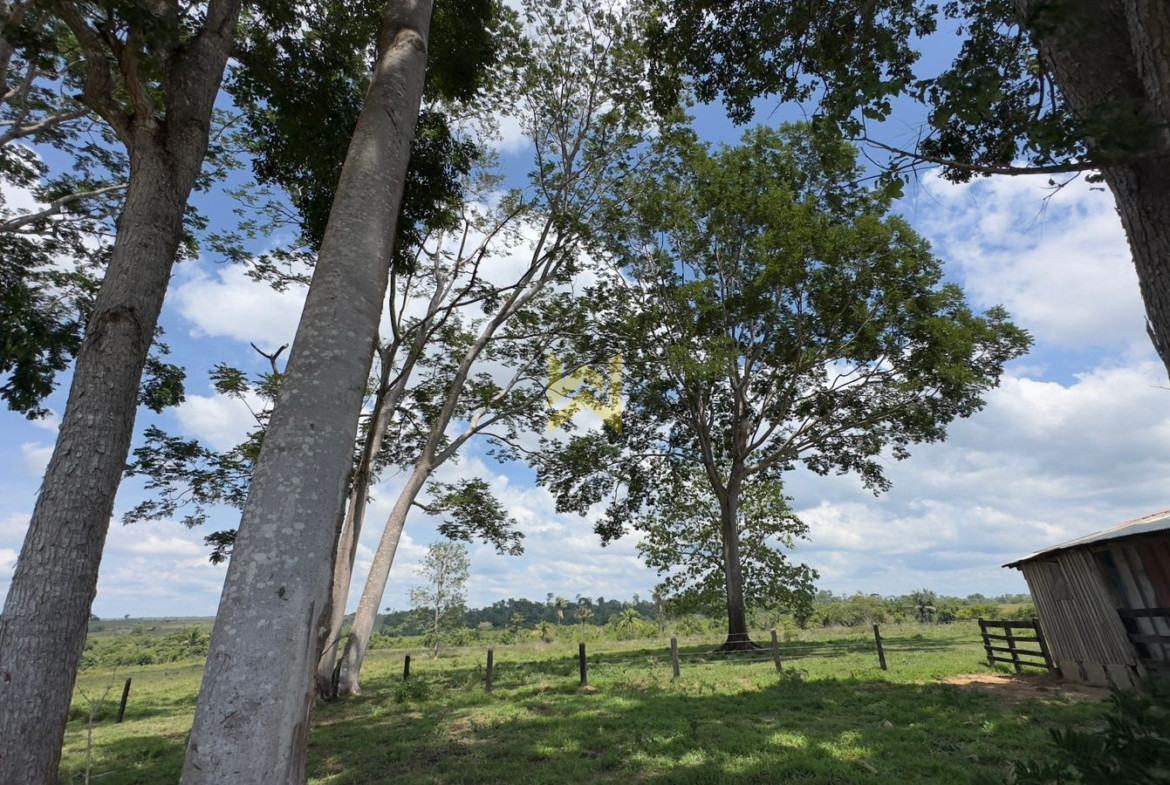 Sitio para pecuaria vilhena (1)