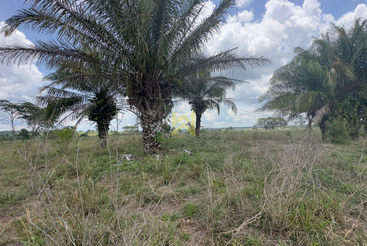 Sitio para pecuaria vilhena (1)