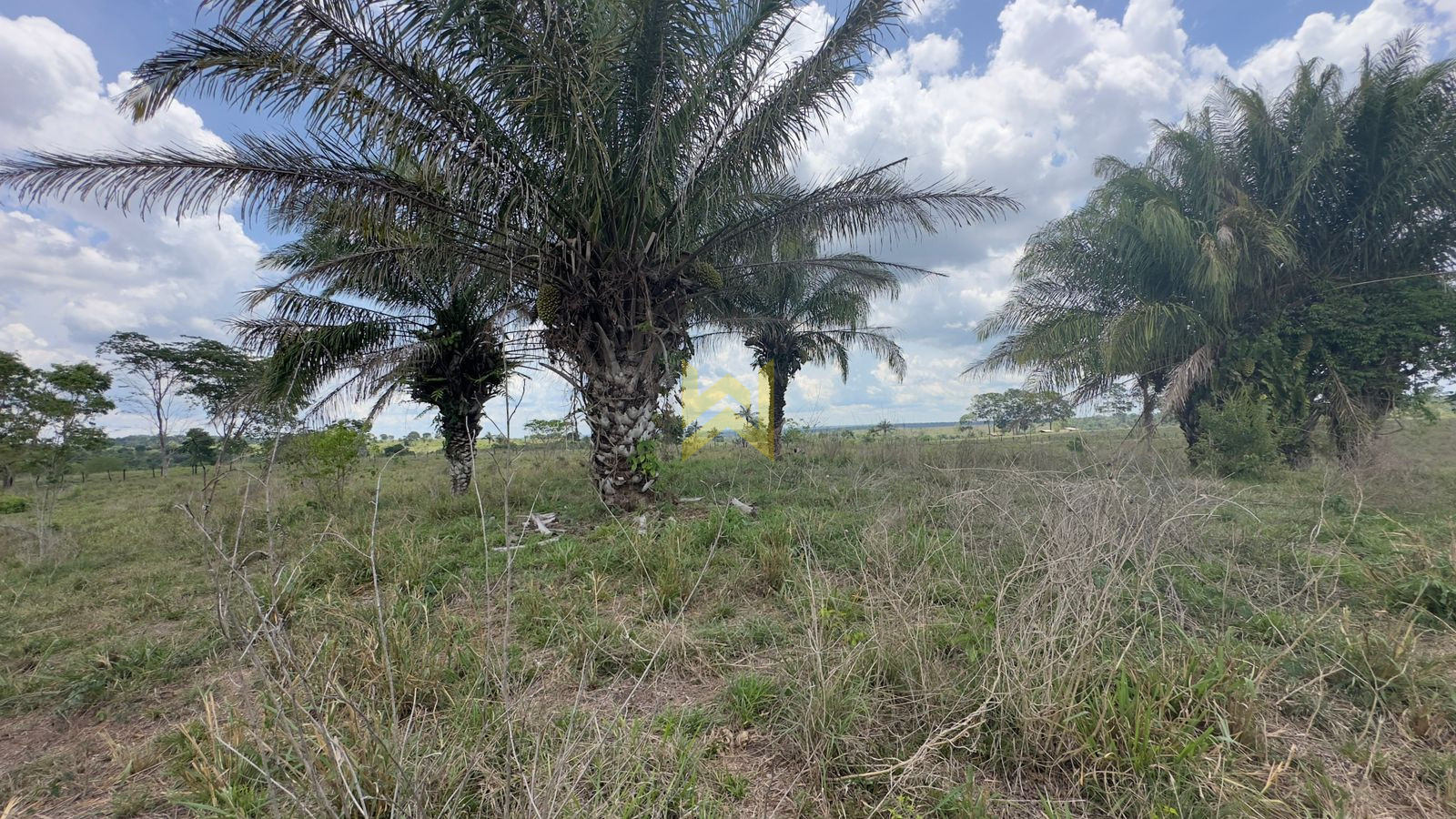 Sitio para pecuaria vilhena (7) Sitio para pecuaria vilhena (1)